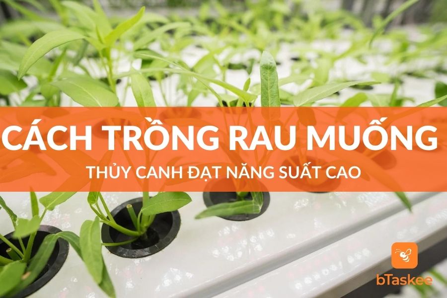 Cách Trồng Rau Muống Thủy Canh Đạt Năng Suất Cao