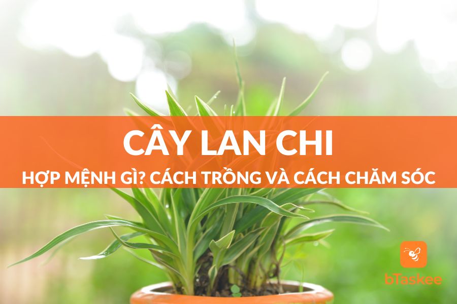 Cây Lan Chi Hợp Mệnh Gì? Cách Trồng Và Chăm Sóc Tại Nhà