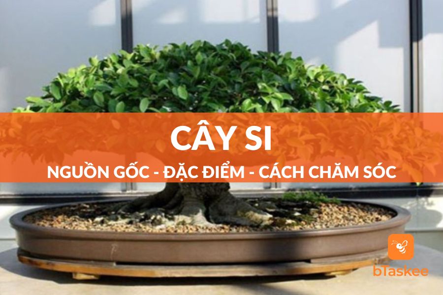 Cây Si: Nguồn Gốc - Đặc Điểm Và Cách Chăm Sóc