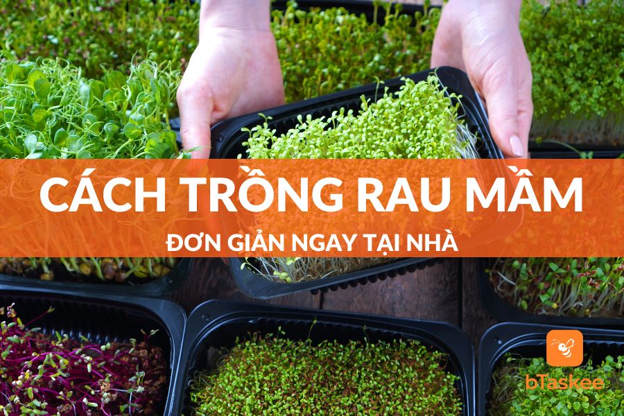 Tổng Hợp 4+ Cách Trồng Rau Mầm Cực Kỳ Đơn Giản Thu Hoạch Trong 5 Ngày