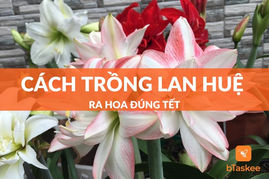 Cách Trồng Lan Huệ Ra Hoa Đúng Tết Và Một Số Lưu Ý