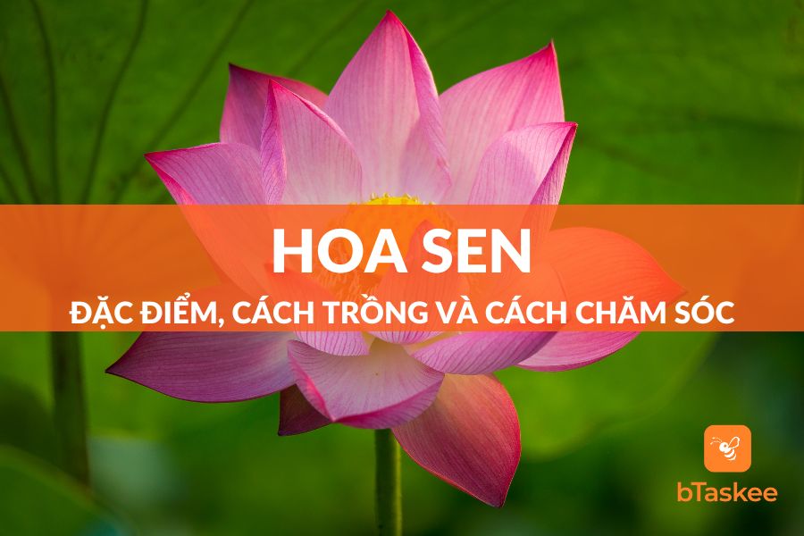 Hoa Sen: Đặc Điểm, Ý Nghĩa Và Cách Chăm Sóc Hoa Sen Đẹp