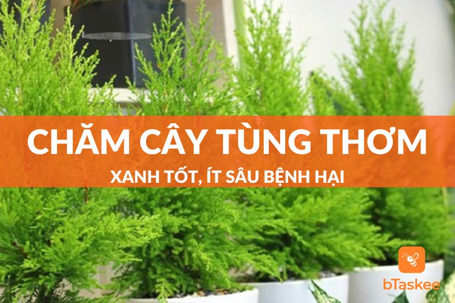 Cách Chăm Cây Tùng Thơm Tại Nhà Ít Sâu Bệnh, Xanh Tốt