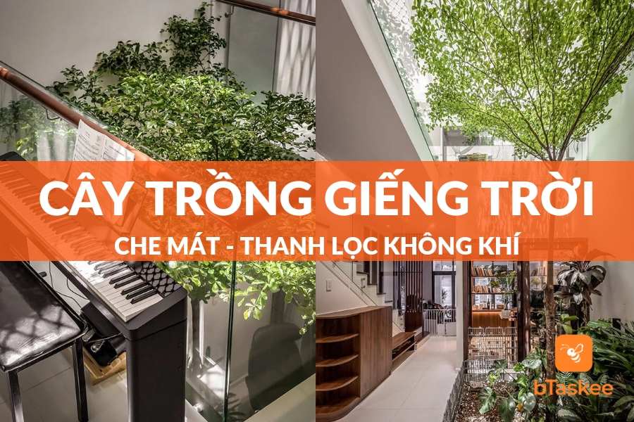Top Các Loại Cây Trồng Giếng Trời Thanh Lọc Không Khí