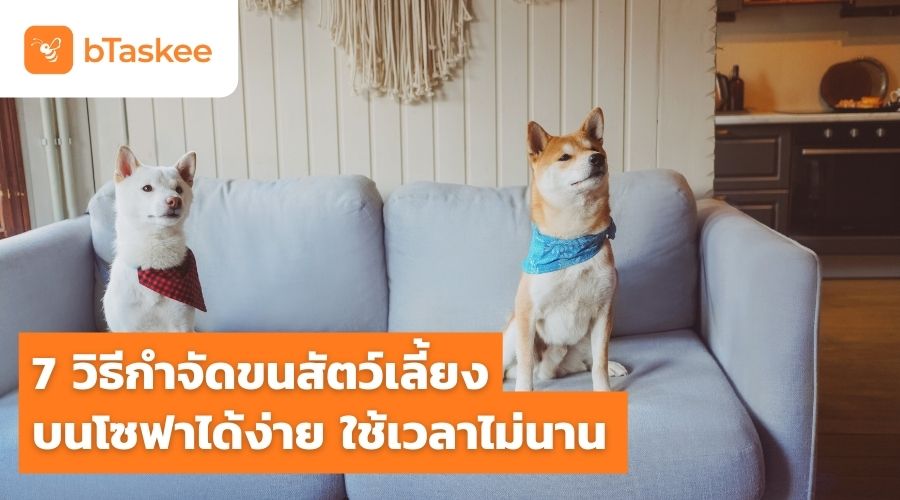 7 วิธี กำจัดขนสัตว์เลี้ยงบนโซฟา ได้ง่าย ใช้เวลาไม่นาน