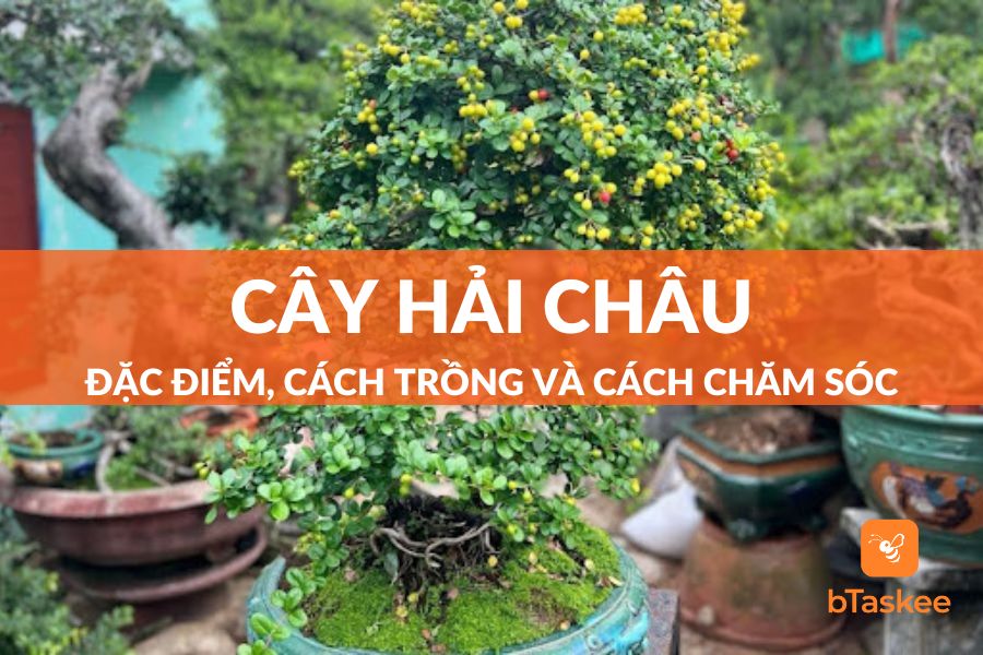 Cây Hải Châu: Đặc Điểm, Công Dụng, Ý Nghĩa, Cách Trồng Và Cách Chăm Sóc
