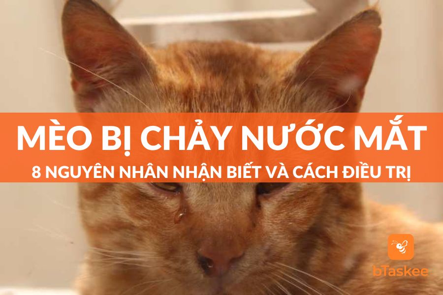 8 Nguyên Nhân Làm Mèo Bị Chảy Nước Mắt Và Cách Điều Trị