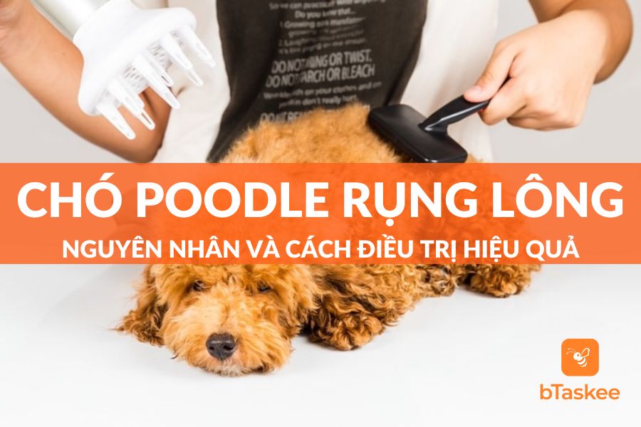 Chó Poodle Có Rụng Lông Không? Nguyên Nhân Và Cách Điều Trị