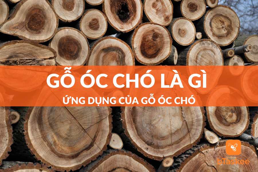 Gỗ Óc Chó Là Gì? Ứng Dụng Trong Thiết Kế Nội Thất Ra Sao?