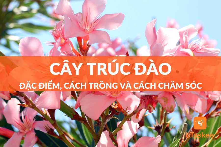 Cây Trúc Đào: Đặc Điểm, Công Dụng, Ý Nghĩa, Cách Trồng Và Cách Chăm Sóc