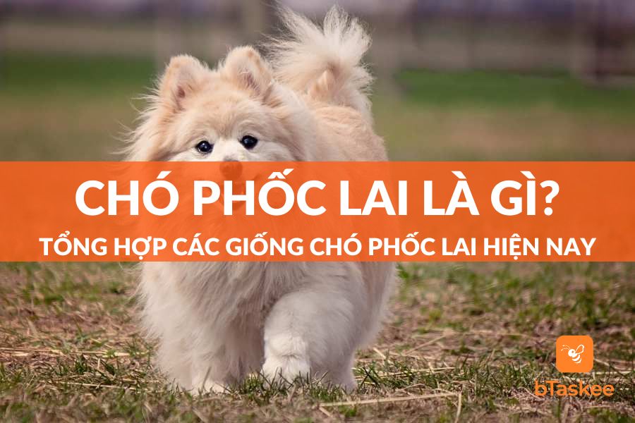 Chó Phốc Lai Là Gì? Tổng Hợp Các Giống Chó Phốc Lai Hiện Nay
