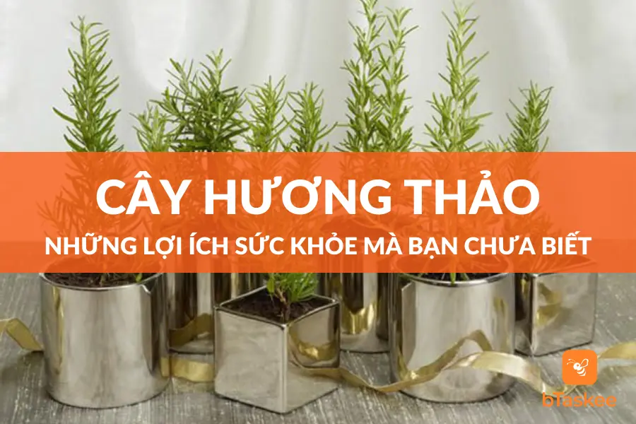 Cây Hương Thảo: Những Lợi Ích Sức Khỏe Mà Bạn Chưa Biết