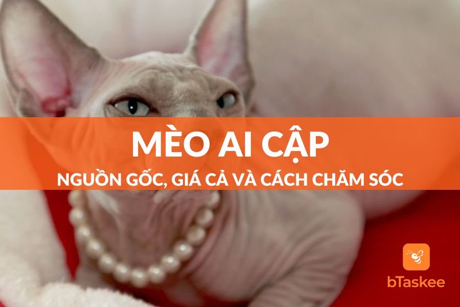 Mèo Ai Cập: Nguồn Gốc, Cách Chăm Sóc Và Giá Bán Tại Việt Nam