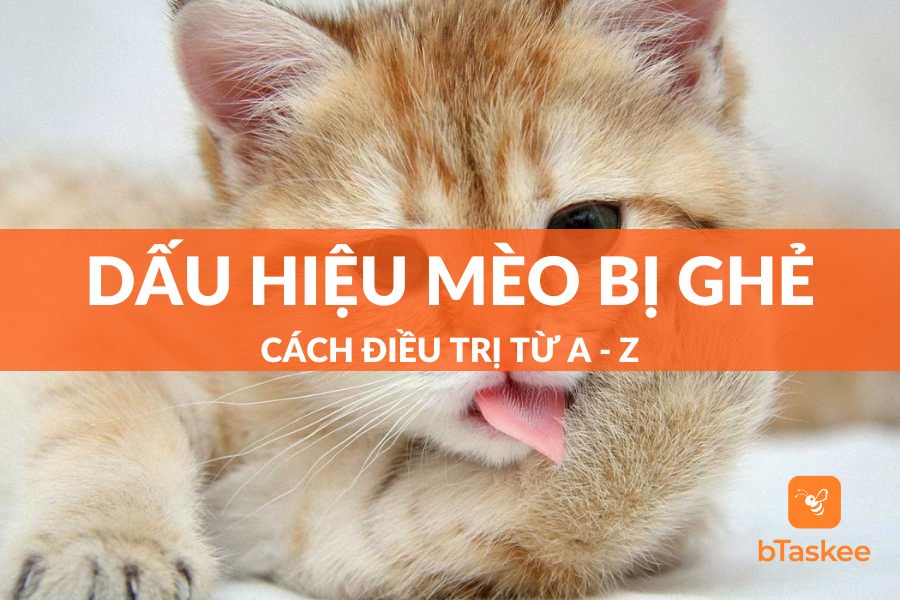 Dấu Hiệu Nhận Biết Mèo Bị Ghẻ Và Cách Điều Trị Từ A - Z
