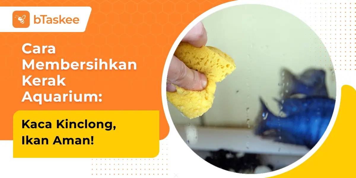 Cara Membersihkan Kerak Aquarium: Kaca Kinclong, Ikan Aman!