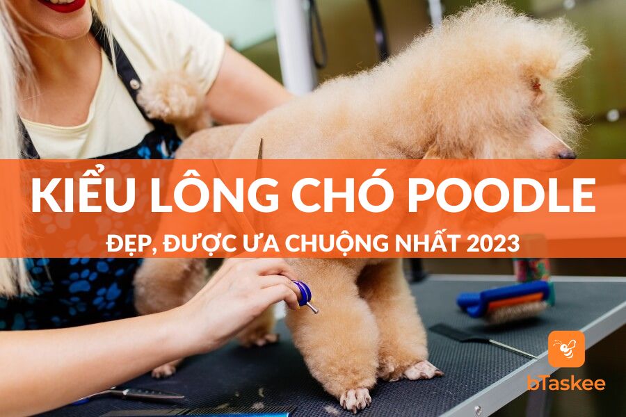 Các Kiểu Lông Chó Poodle Đẹp, Được Ưa Chuộng