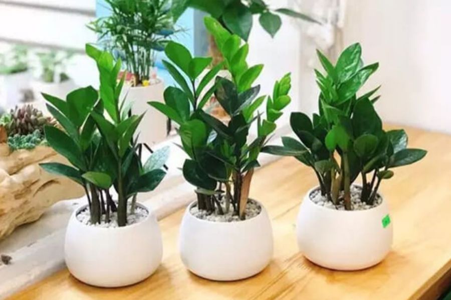 3 Cara Mudah Membersihkan Kawat Kasa pada Jendela dan Ventilasi