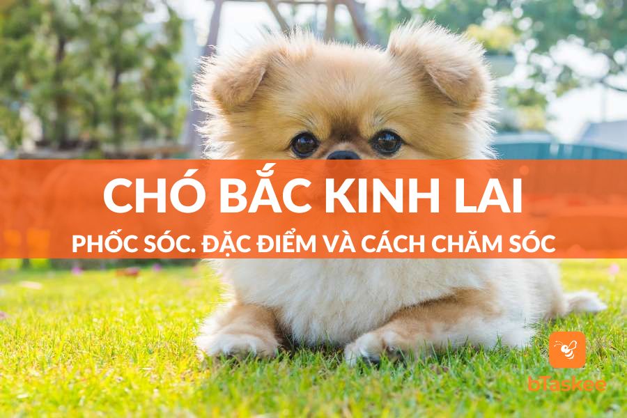 Chó Bắc Kinh Lai Phốc Sóc: Đặc Điểm Và Cách Chăm Sóc