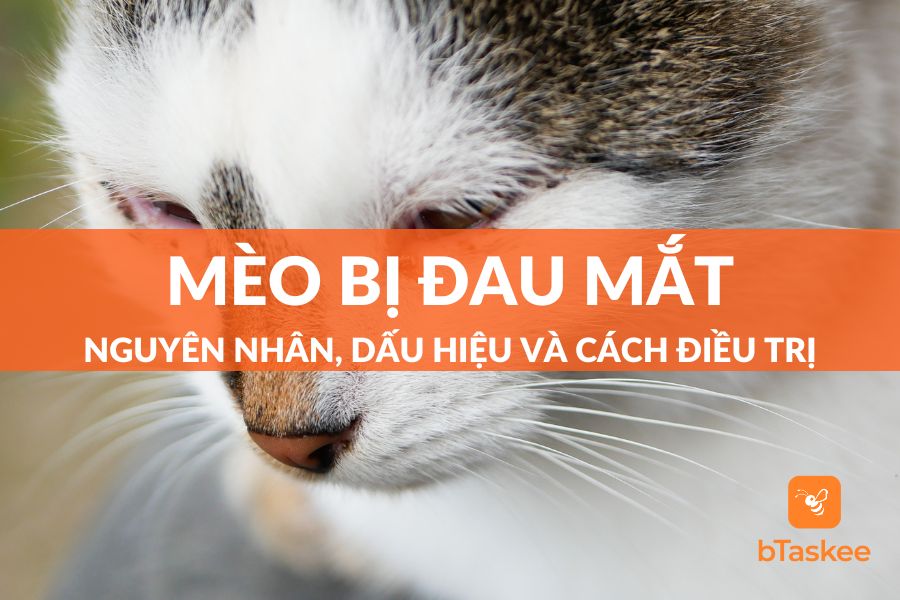Mèo Bị Đau Mắt Phải Làm Sao? Dấu Hiệu Và Cách Điều Trị