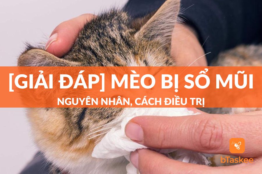 [Giải Đáp] Mèo Bị Sổ Mũi: Nguyên Nhân, Cách Điều Trị