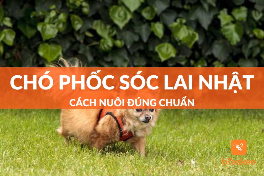 Cách Nuôi Chó Phốc Sóc Lai Nhật Đúng Chuẩn Chuyên Gia