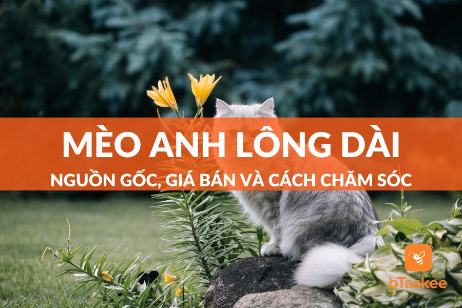 Mèo Anh Lông Dài: Nguồn Gốc, Đặc Điểm, Giá Bán Và Cách Chăm Sóc