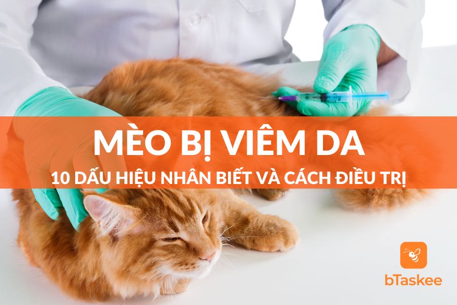 10 Dấu Hiệu Nhận Biết Mèo Bị Viêm Da Và Cách Điều Trị