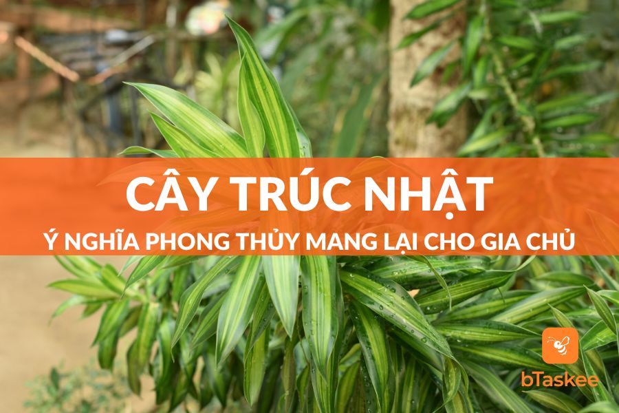 Cây Trúc Nhật: Ý Nghĩa Phong Thủy Mang Lại Cho Gia Chủ
