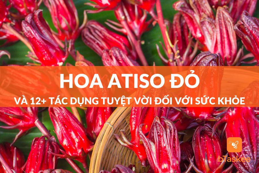 Hoa Atiso Đỏ Và 12+ Tác Dụng Tuyệt Vời Đối Với Sức Khỏe