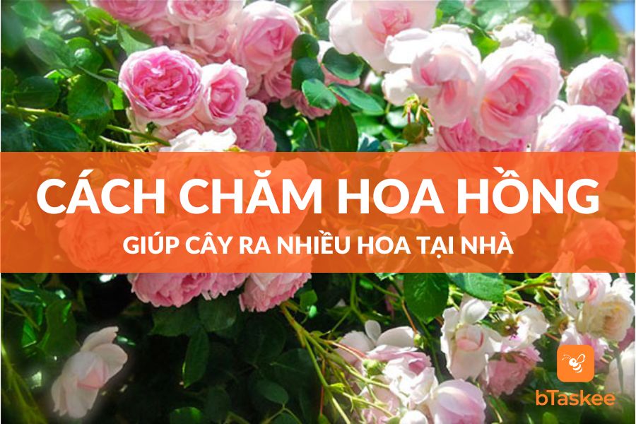 Cách Chăm Hoa Hồng Ra Nhiều Hoa, Nở To Đẹp
