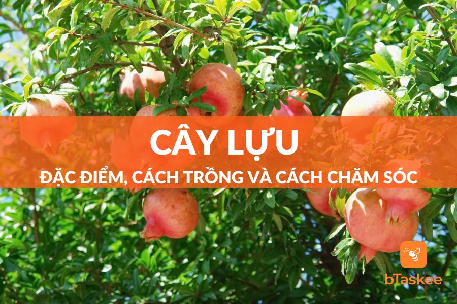 Cây Lựu: Đặc Điểm, Công Dụng, Ý Nghĩa, Cách Trồng Và Cách Chăm Sóc