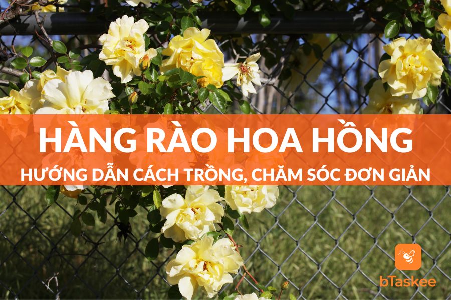 Cách Trồng Hàng Rào Hoa Hồng “Đẹp Như Mơ” Đơn Giản Nhất