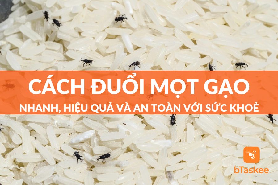 Cách Đuổi Mọt Gạo Hiệu Quả Và An Toàn Với Sức Khỏe