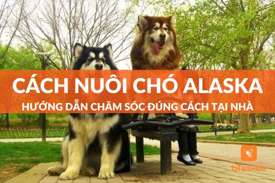 Cách Nuôi Chó Alaska: Hướng Dẫn Chăm Sóc Alaska Đúng Cách Tại Nhà
