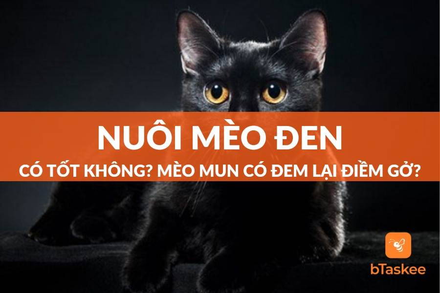Nuôi Mèo Đen Có Tốt Không? Mèo Mun Có Đem Lại Điềm Gở?