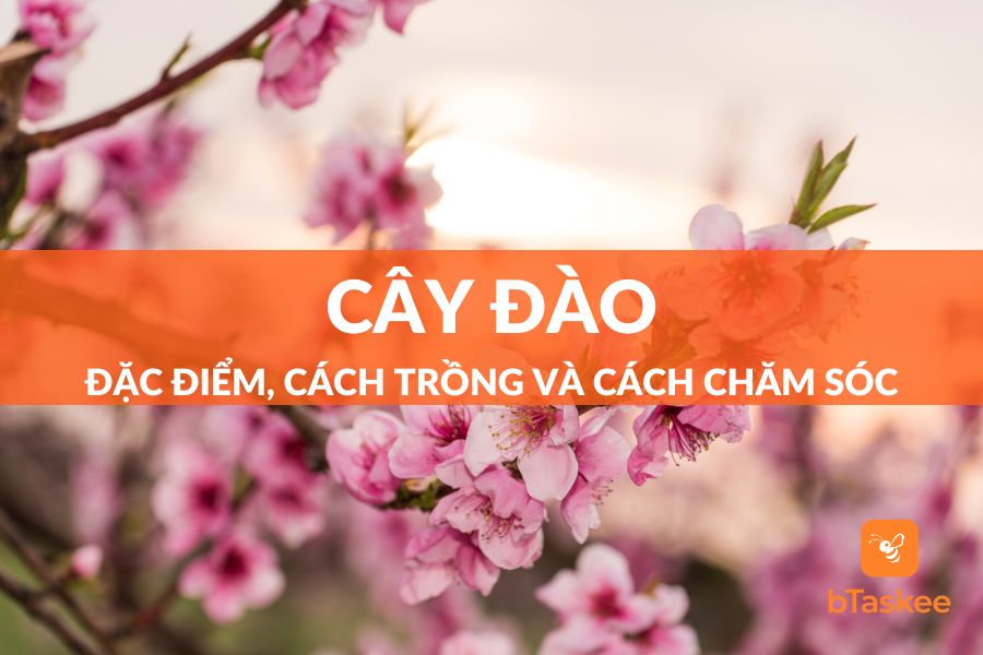 Cây Đào: Đặc Điểm, Công Dụng, Cách Trồng Và Lưu Ý Chăm Sóc