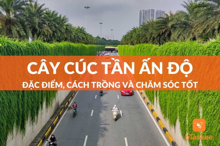 Cây Cúc Tần Ấn Độ: Đặc Điểm, Cách Trồng Và Chăm Sóc Tốt