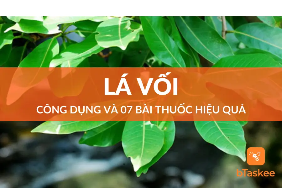 7 Tác Dụng Của Lá Vối - Vị Thuốc Chữa Bệnh Thần Kì