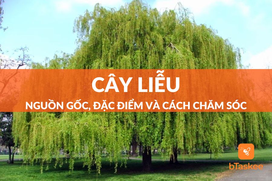 Cây Liễu: Nguồn Gốc, Ý Nghĩa, Đặc Điểm Và Cách Chăm Sóc