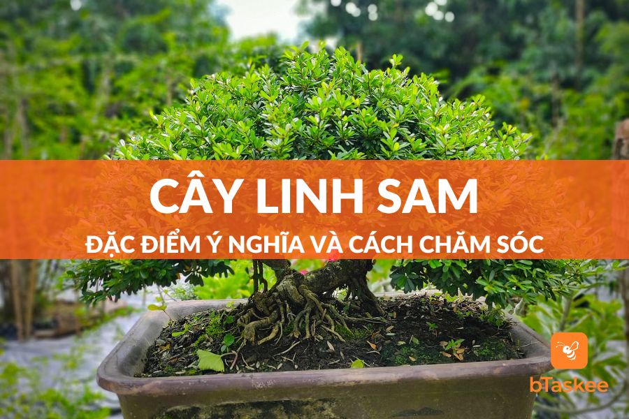 Cây Linh Sam Có Mấy Loại? Cách Chăm Sóc Cây Luôn Tươi