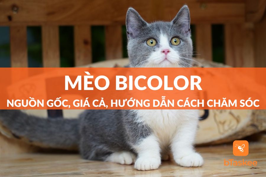 Mèo Bicolor: Nguồn Gốc, Giá Cả Và Hướng Dẫn Cách Chăm Sóc