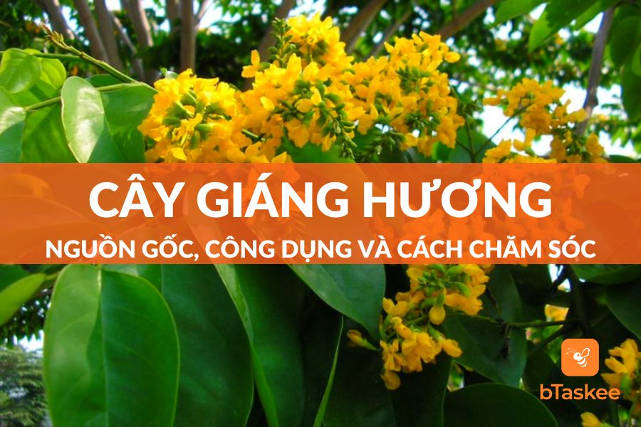 Cây Giáng Hương: Nguồn Gốc, Công Dụng Và Cách Chăm Sóc
