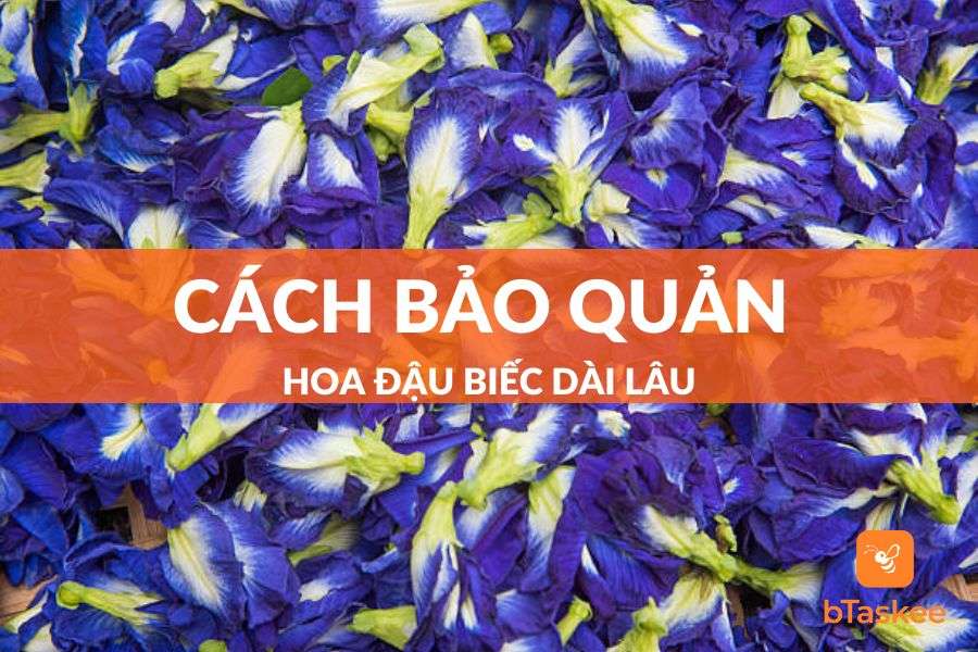 4 Cách Bảo Quản Hoa Đậu Biếc Dài Lâu Không Hỏng
