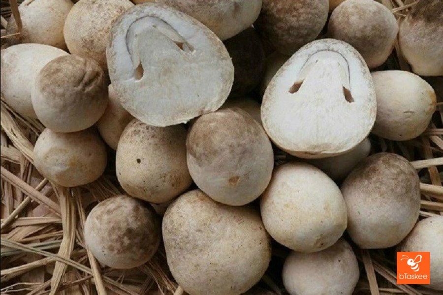 Cách Bảo Quản Nấm Rơm Tươi Lâu Trong Nhiều Ngày