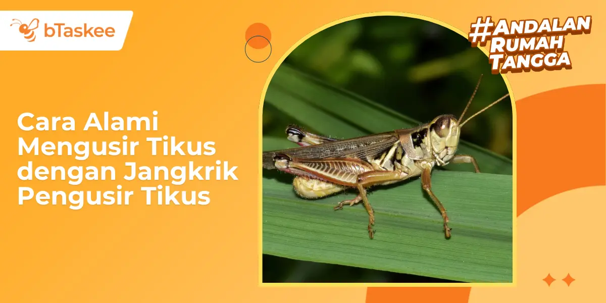 Cara Alami Mengusir Tikus dengan Jangkrik Pengusir Tikus