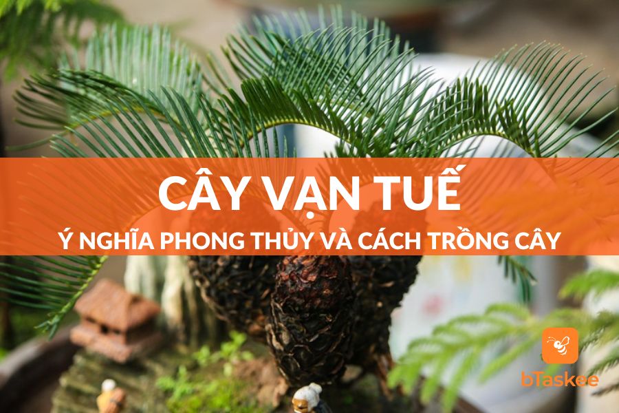Cây Vạn Tuế: Ý Nghĩa Phong Thủy Và Cách Trồng Đúng Kỹ Thuật