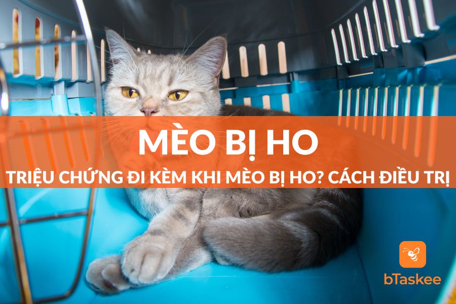 Vì Sao Mèo Bị Ho? Kinh Nghiệm Vàng Để Chăm Sóc Mèo Ho Cho Người Mới