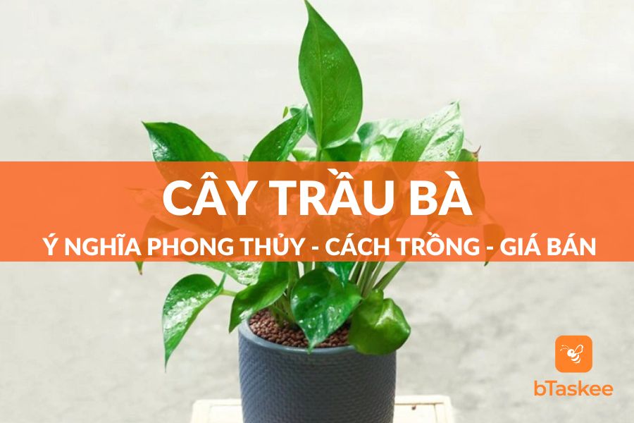 Cây Trầu Bà: Ý Nghĩa Phong Thủy - Cách Trồng - Giá Bán