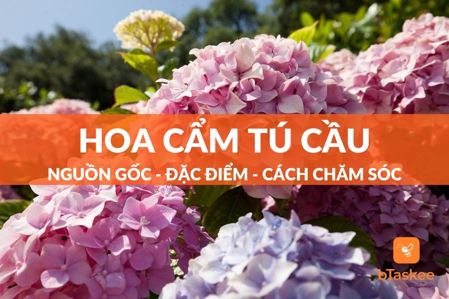 Hoa Cẩm Tú Cầu: Nguồn Gốc, Đặc Điểm, Ý Nghĩa Và Cách Chăm Sóc