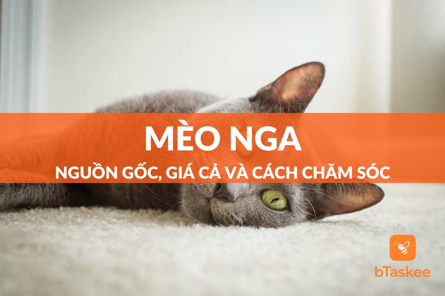 Mèo Nga: Nguồn Gốc, Giá Cả Và Hướng Dẫn Cách Chăm Sóc